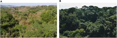 Lianas and Trees From a Seasonally Dry and a Wet Tropical Forest Did Not Differ in Embolism Resistance but Did Differ in Xylem Anatomical Traits in the Dry Forest